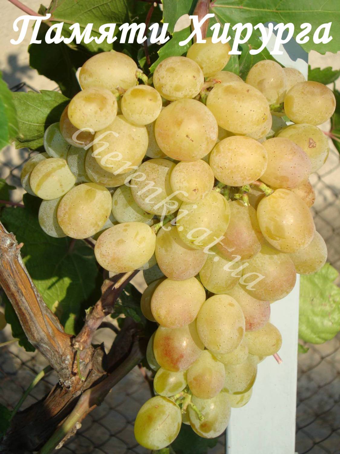 Сорт винограда Козерог