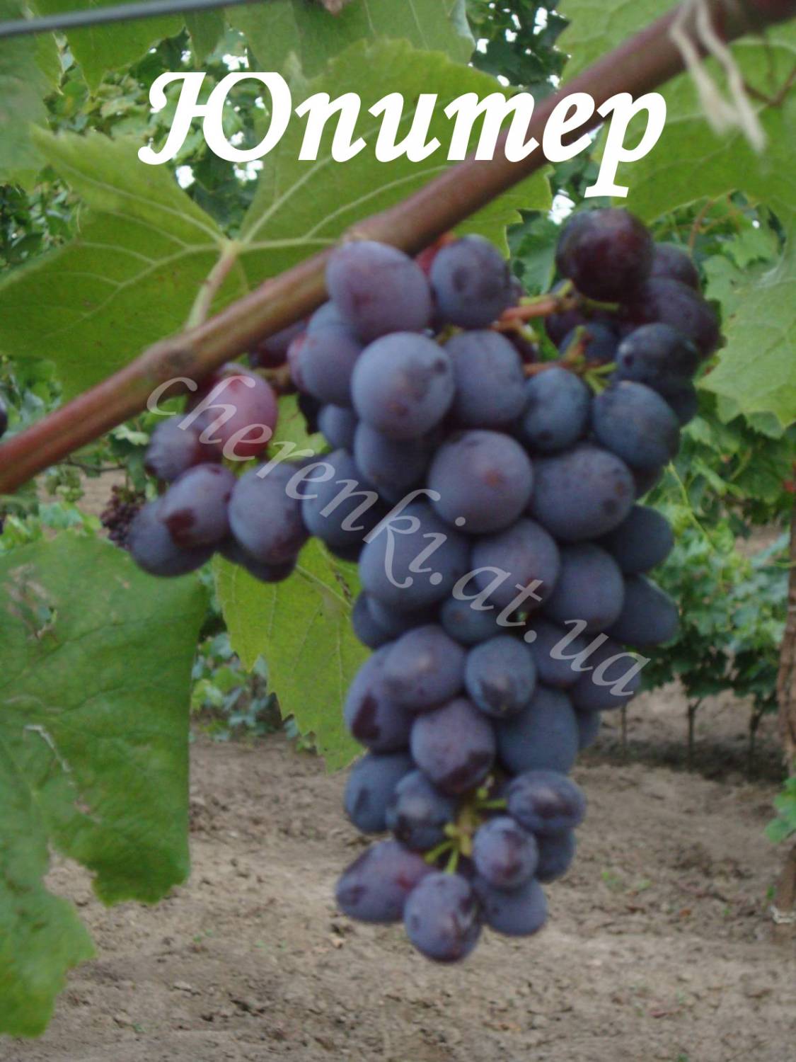 виноград сорт кишмиш запорожский фото